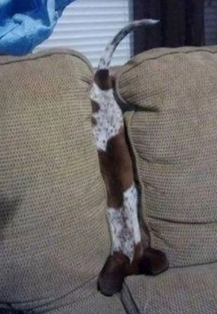 Medeni, zbunjeni i nespretni: Preslatki kućni ljubimci uljep&scaron;at će vam dan