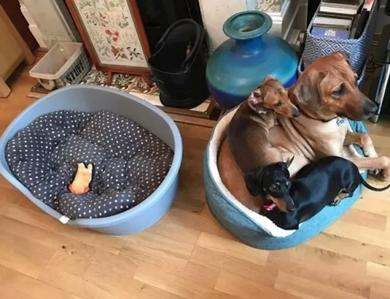 Medeni, zbunjeni i nespretni: Preslatki kućni ljubimci uljep&scaron;at će vam dan