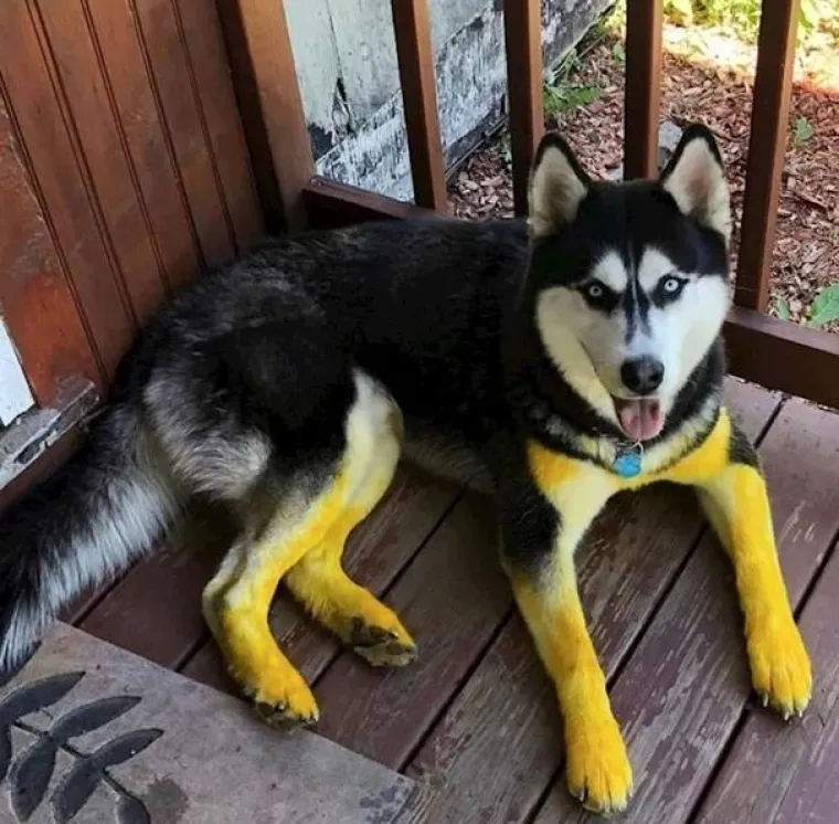 Medeni, zbunjeni i nespretni: Preslatki kućni ljubimci uljep&scaron;at će vam dan