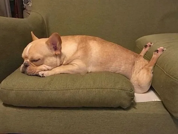 Medeni, zbunjeni i nespretni: Preslatki kućni ljubimci uljep&scaron;at će vam dan