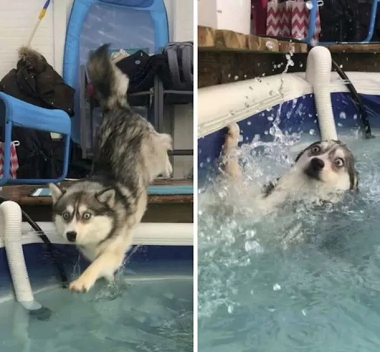 Medeni, zbunjeni i nespretni: Preslatki kućni ljubimci uljep&scaron;at će vam dan