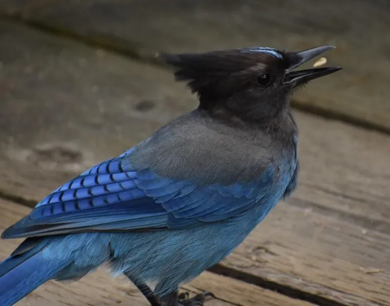 HTJELI OBIČNU FOTKU, DOBILI REMEK-DJELO: Ne, ove kadrove nitko živ nije mogao isplanirati