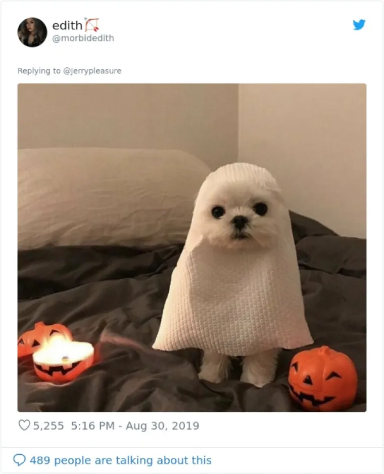 VLASNICI DOBILI JEDNOSTAVAN ZADATAK: A obavili ga toliko dobro da psi opasno konkuriraju mačkama na Twitteru