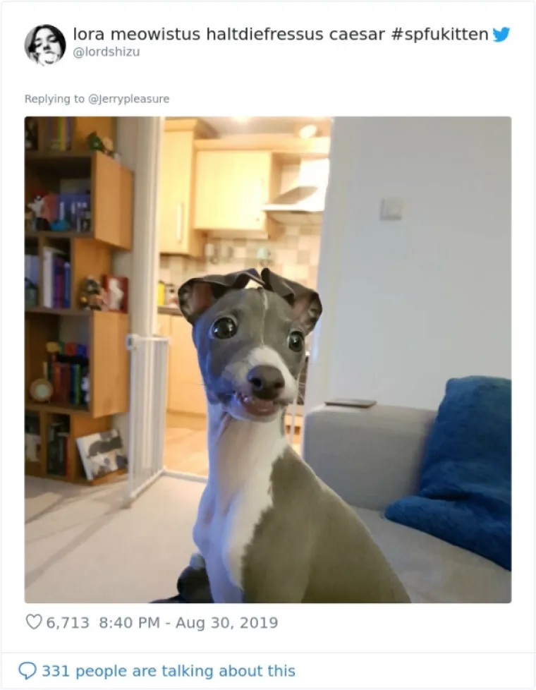 VLASNICI DOBILI JEDNOSTAVAN ZADATAK: A obavili ga toliko dobro da psi opasno konkuriraju mačkama na Twitteru