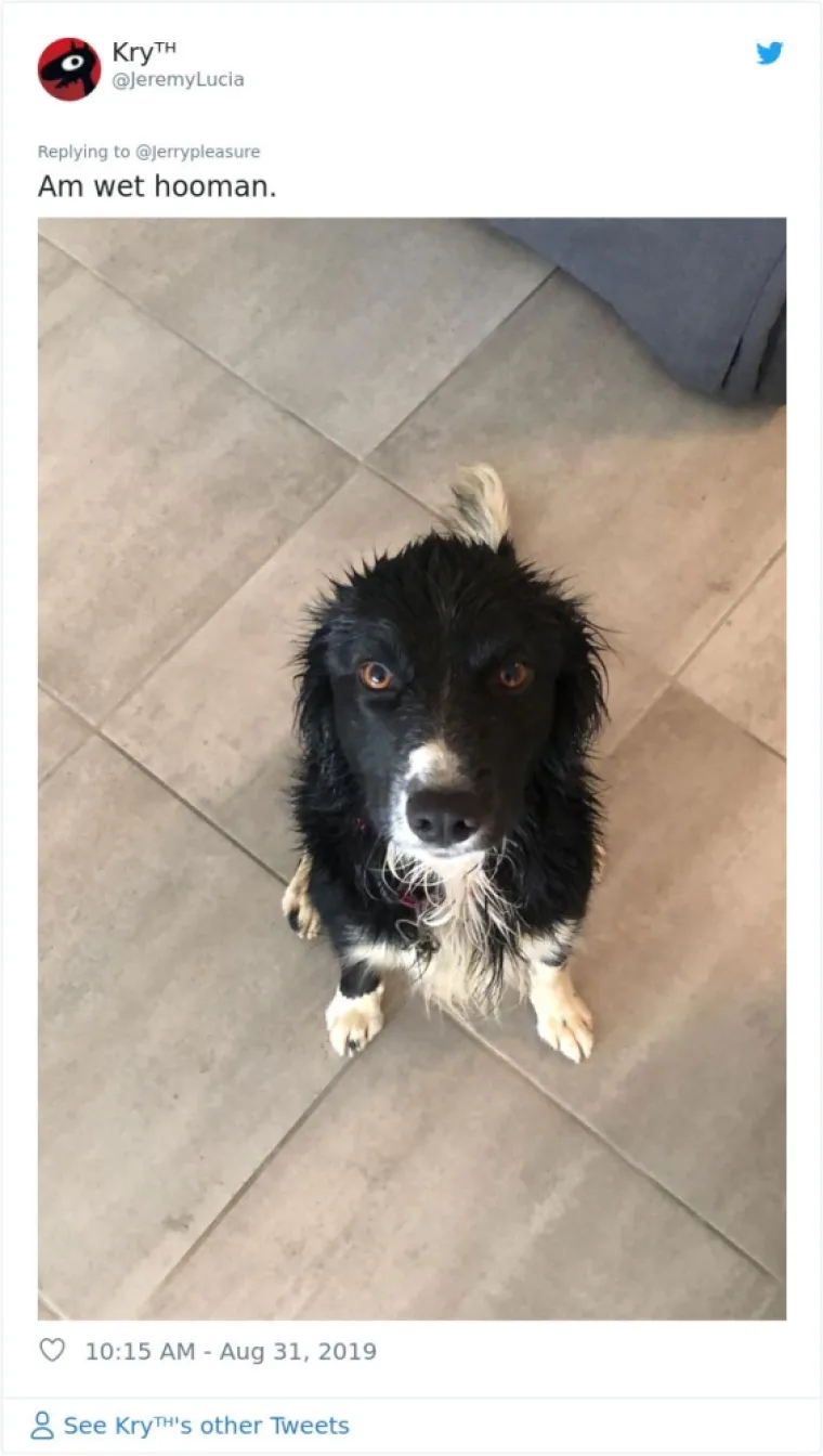 VLASNICI DOBILI JEDNOSTAVAN ZADATAK: A obavili ga toliko dobro da psi opasno konkuriraju mačkama na Twitteru