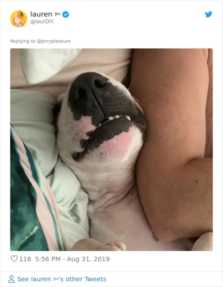 VLASNICI DOBILI JEDNOSTAVAN ZADATAK: A obavili ga toliko dobro da psi opasno konkuriraju mačkama na Twitteru