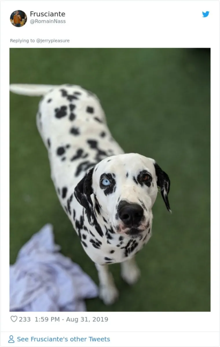 VLASNICI DOBILI JEDNOSTAVAN ZADATAK: A obavili ga toliko dobro da psi opasno konkuriraju mačkama na Twitteru