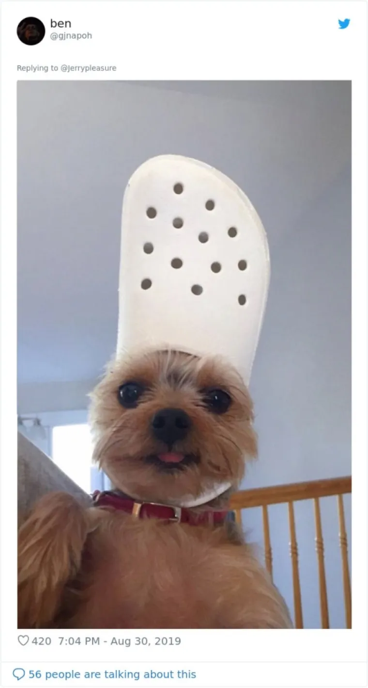 VLASNICI DOBILI JEDNOSTAVAN ZADATAK: A obavili ga toliko dobro da psi opasno konkuriraju mačkama na Twitteru