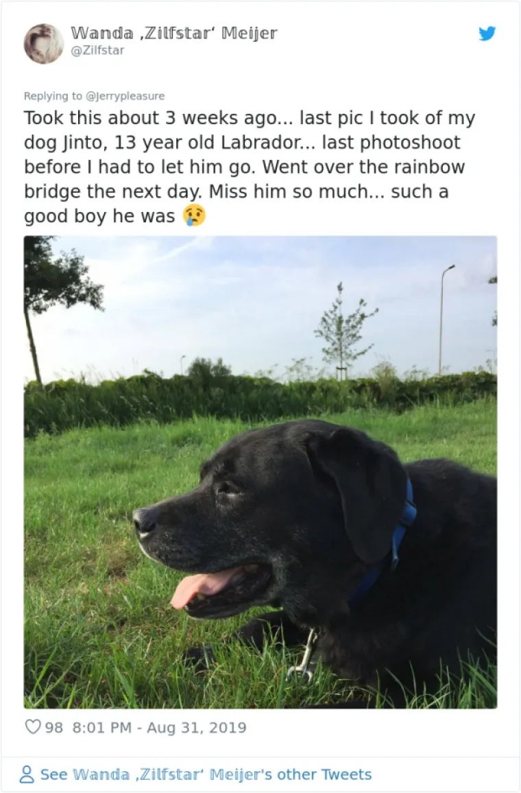 VLASNICI DOBILI JEDNOSTAVAN ZADATAK: A obavili ga toliko dobro da psi opasno konkuriraju mačkama na Twitteru