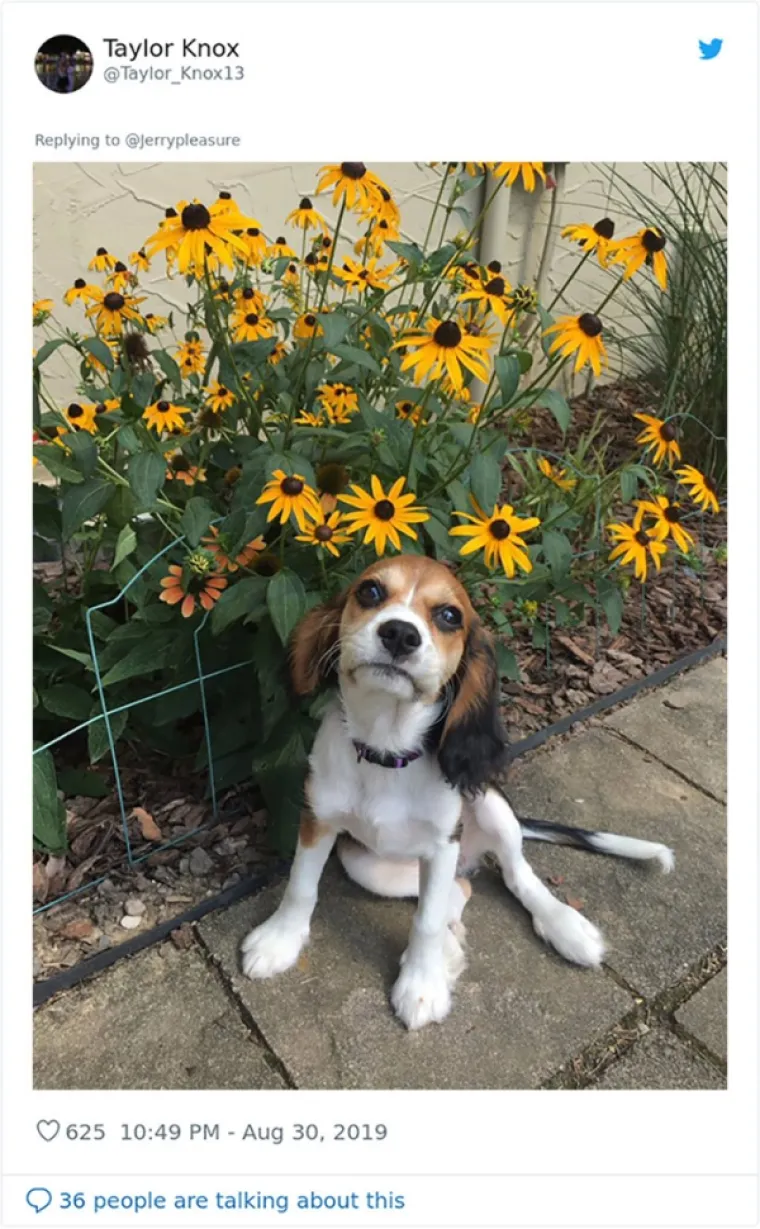 VLASNICI DOBILI JEDNOSTAVAN ZADATAK: A obavili ga toliko dobro da psi opasno konkuriraju mačkama na Twitteru