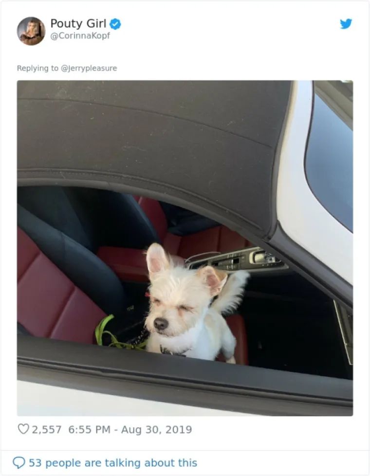 VLASNICI DOBILI JEDNOSTAVAN ZADATAK: A obavili ga toliko dobro da psi opasno konkuriraju mačkama na Twitteru