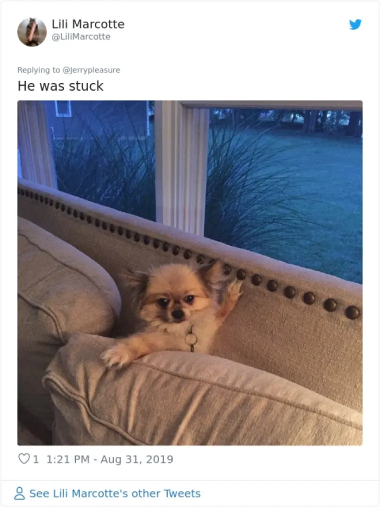 VLASNICI DOBILI JEDNOSTAVAN ZADATAK: A obavili ga toliko dobro da psi opasno konkuriraju mačkama na Twitteru