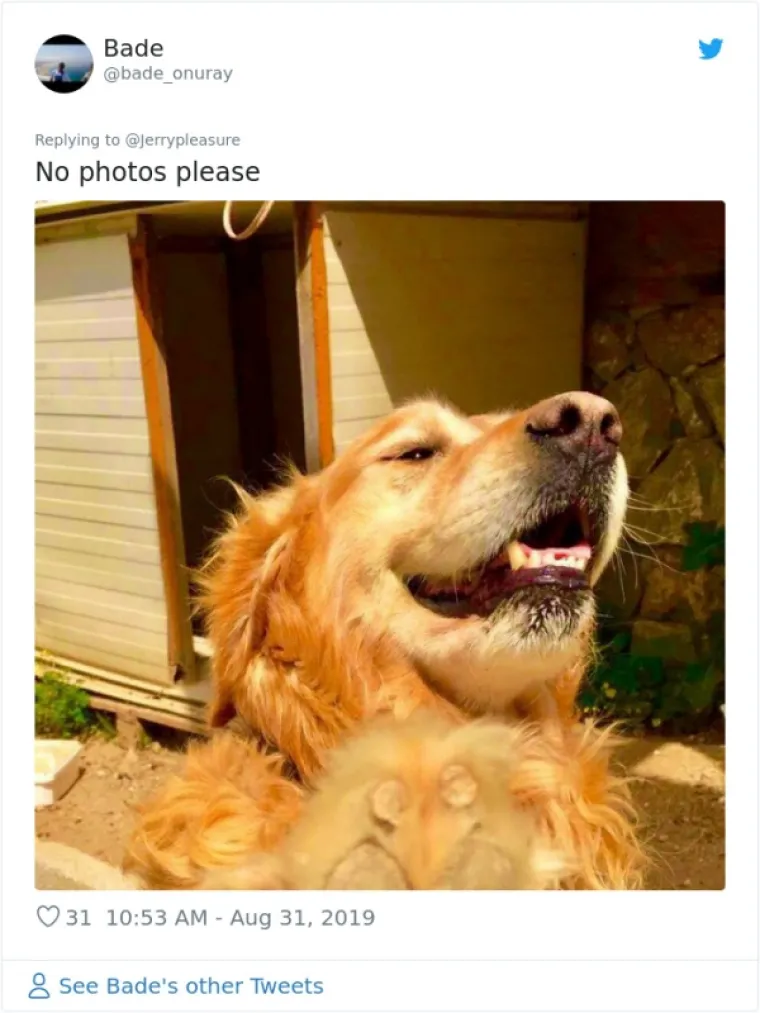 VLASNICI DOBILI JEDNOSTAVAN ZADATAK: A obavili ga toliko dobro da psi opasno konkuriraju mačkama na Twitteru