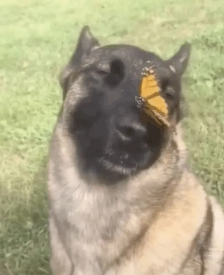 Najslađi challenge na mrežama: 'Stavite zadnju sliku svog ljubimca koju imate'