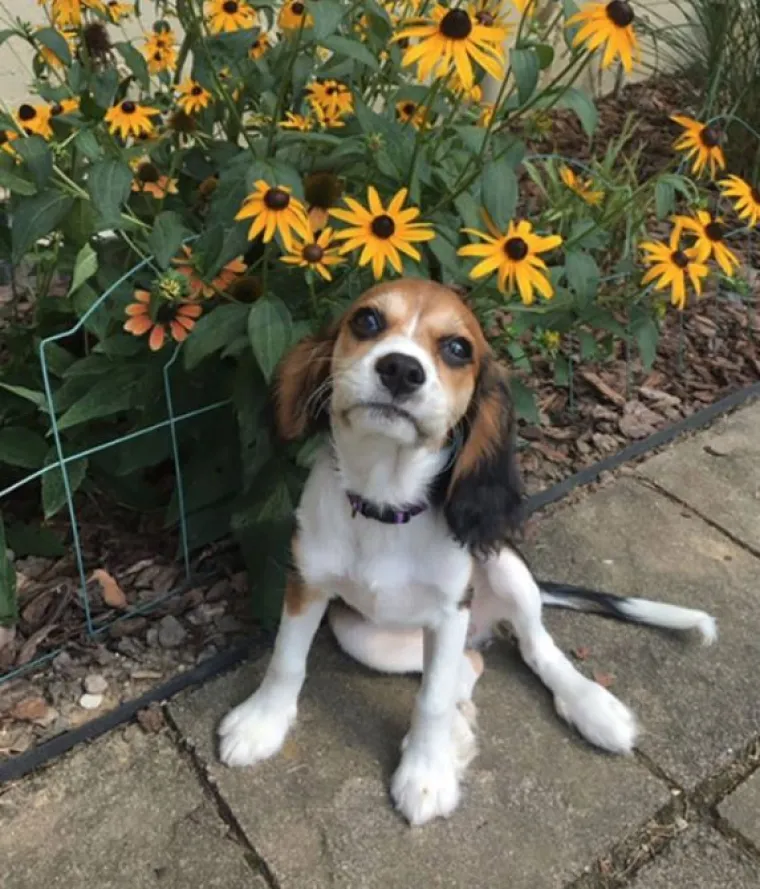 Najslađi challenge na mrežama: 'Stavite zadnju sliku svog ljubimca koju imate'
