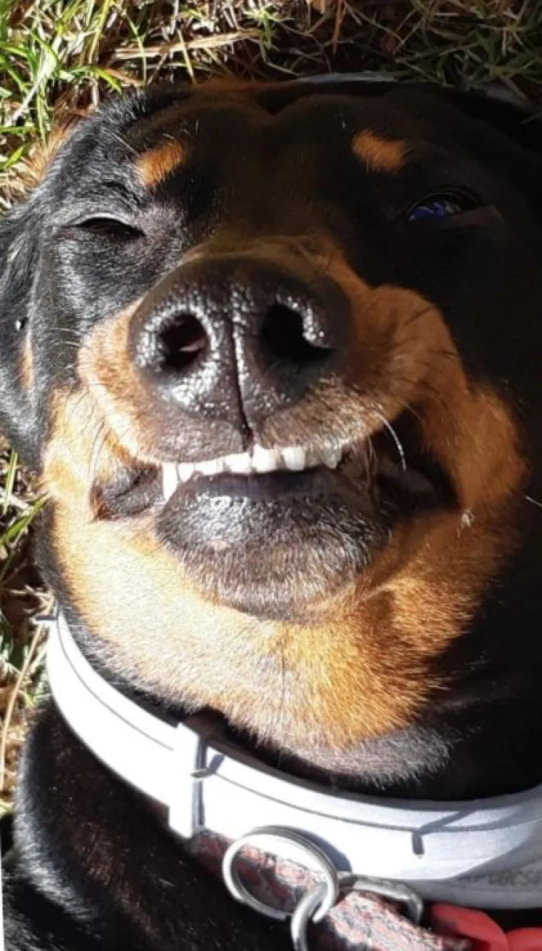 Najslađi challenge na mrežama: 'Stavite zadnju sliku svog ljubimca koju imate'