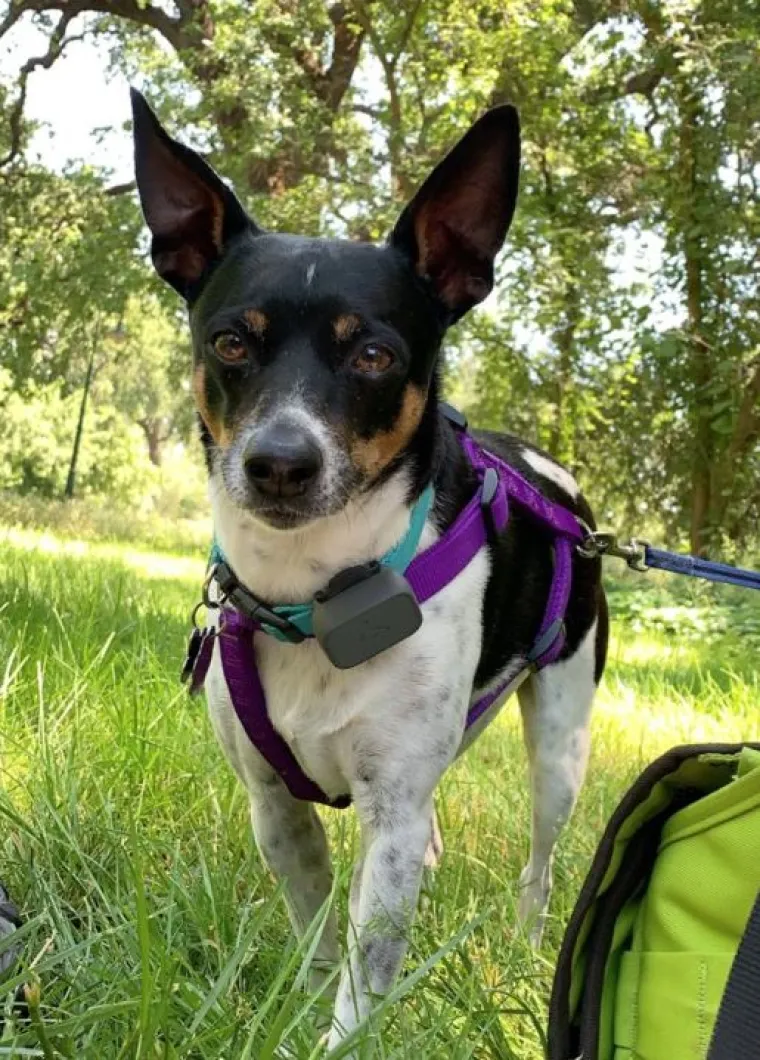 Najslađi challenge na mrežama: 'Stavite zadnju sliku svog ljubimca koju imate'