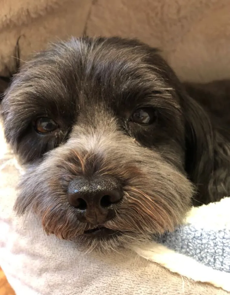 Najslađi challenge na mrežama: 'Stavite zadnju sliku svog ljubimca koju imate'