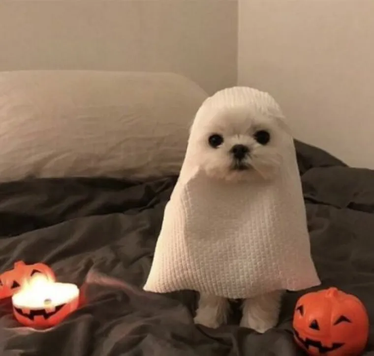 Najslađi challenge na mrežama: 'Stavite zadnju sliku svog ljubimca koju imate'