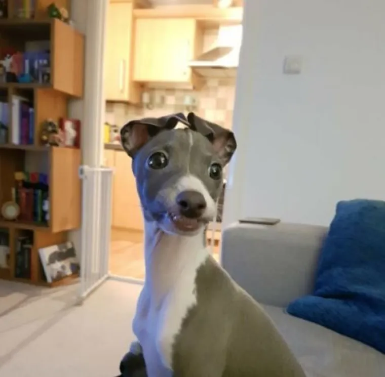 Najslađi challenge na mrežama: 'Stavite zadnju sliku svog ljubimca koju imate'