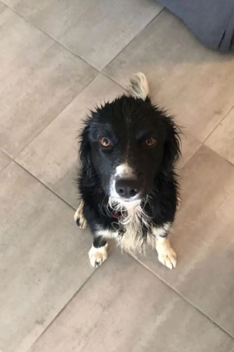 Najslađi challenge na mrežama: 'Stavite zadnju sliku svog ljubimca koju imate'