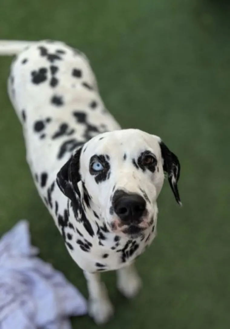 Najslađi challenge na mrežama: 'Stavite zadnju sliku svog ljubimca koju imate'