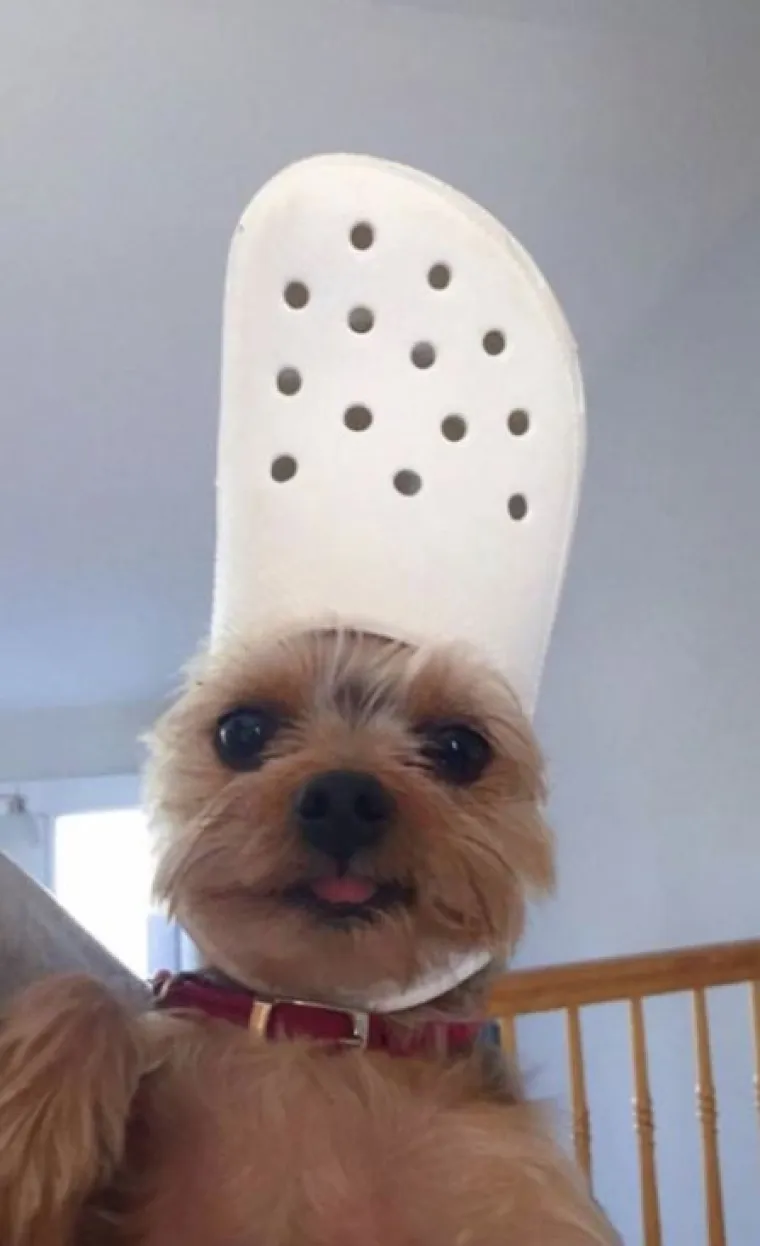 Najslađi challenge na mrežama: 'Stavite zadnju sliku svog ljubimca koju imate'