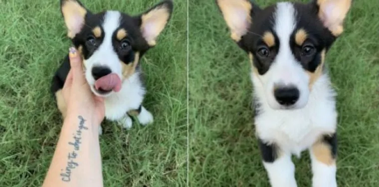 Najslađi challenge na mrežama: 'Stavite zadnju sliku svog ljubimca koju imate'