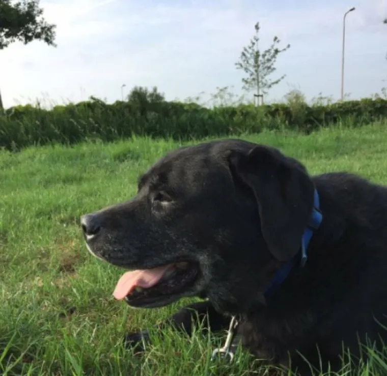 Najslađi challenge na mrežama: 'Stavite zadnju sliku svog ljubimca koju imate'