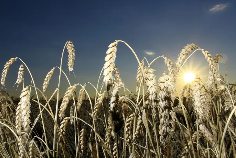 Cijene kruha u EU: Gdje je najjeftiniji, gdje najskuplji i kako stoji Hrvatska?