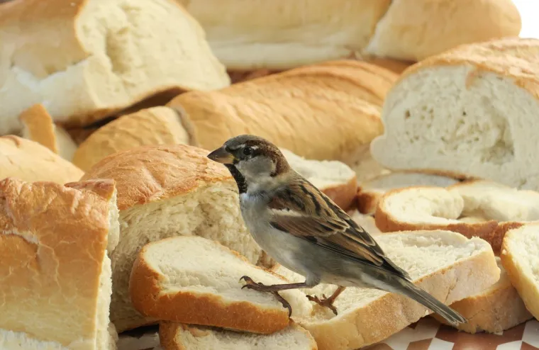 Cijene kruha u EU: Gdje je najjeftiniji, gdje najskuplji i kako stoji Hrvatska?