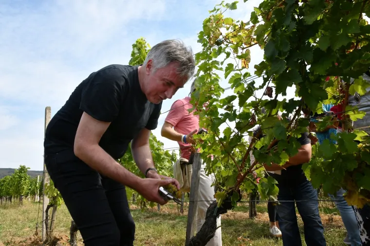 Kampanja u vinogradu: Miroslav &Scaron;koro organizirao berbu grožđa pa pozvao novinare