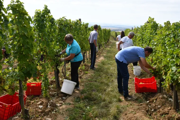 Kampanja u vinogradu: Miroslav &Scaron;koro organizirao berbu grožđa pa pozvao novinare