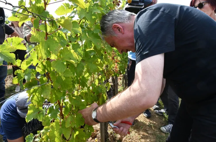 Kampanja u vinogradu: Miroslav &Scaron;koro organizirao berbu grožđa pa pozvao novinare