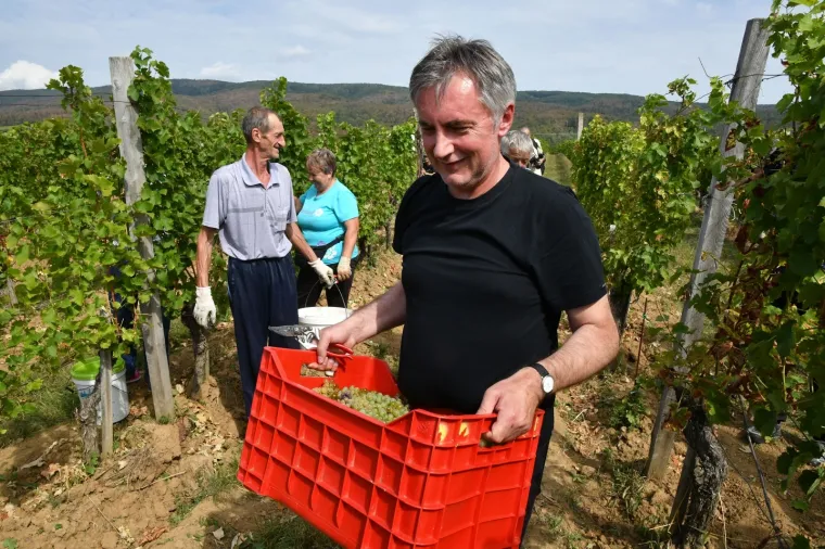 Kampanja u vinogradu: Miroslav &Scaron;koro organizirao berbu grožđa pa pozvao novinare