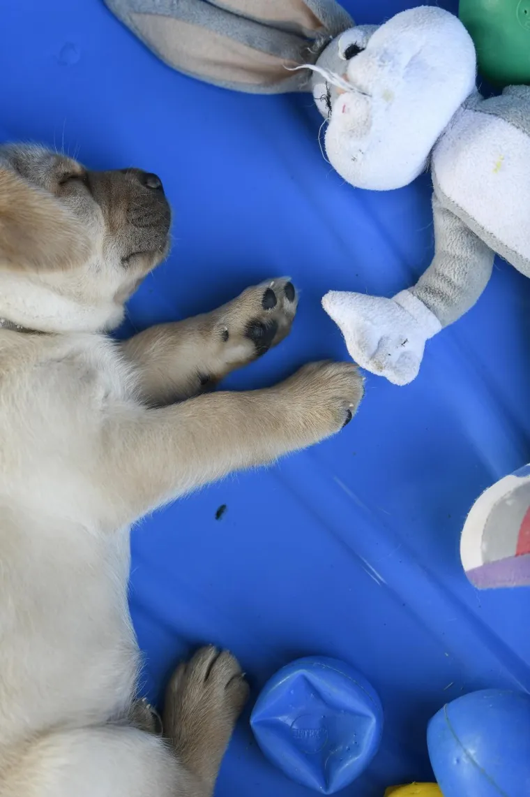 Sad su tek bebe, ali pred njima je važna zadaća: Ovi neodoljivi slatkiši olakšat će nečiji život