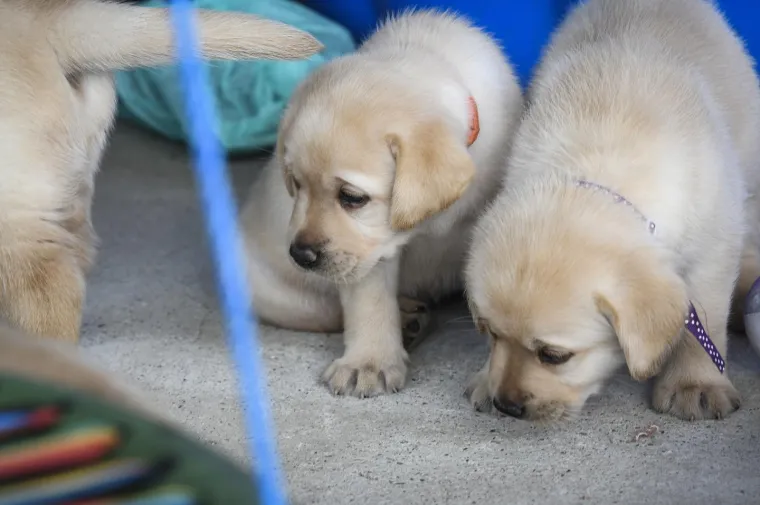 Sad su tek bebe, ali pred njima je važna zadaća: Ovi neodoljivi slatki&scaron;i olak&scaron;at će nečiji život