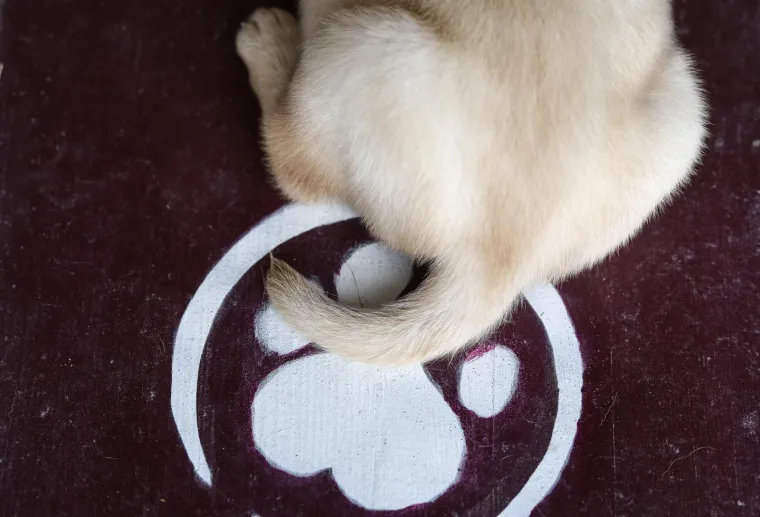 Sad su tek bebe, ali pred njima je važna zadaća: Ovi neodoljivi slatki&scaron;i olak&scaron;at će nečiji život