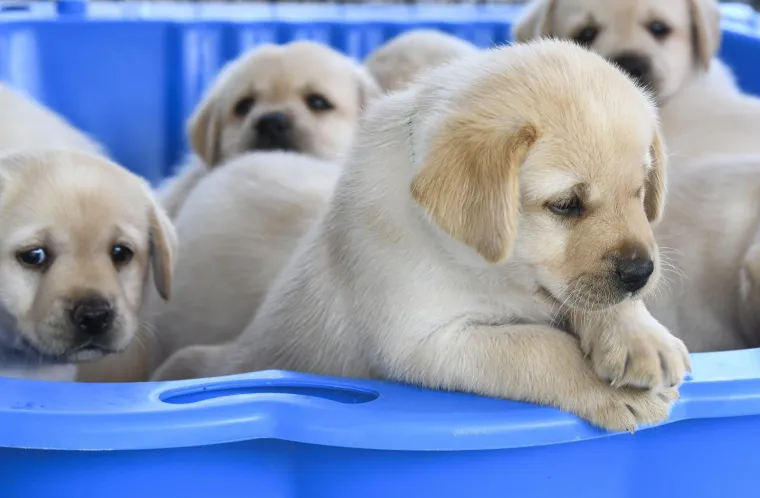 Sad su tek bebe, ali pred njima je važna zadaća: Ovi neodoljivi slatki&scaron;i olak&scaron;at će nečiji život
