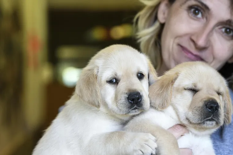 Sad su tek bebe, ali pred njima je važna zadaća: Ovi neodoljivi slatki&scaron;i olak&scaron;at će nečiji život