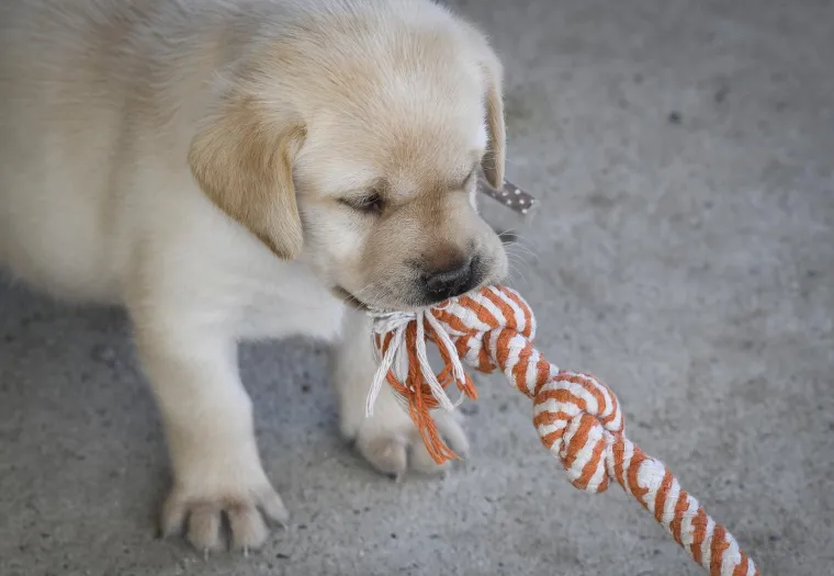 Sad su tek bebe, ali pred njima je važna zadaća: Ovi neodoljivi slatki&scaron;i olak&scaron;at će nečiji život