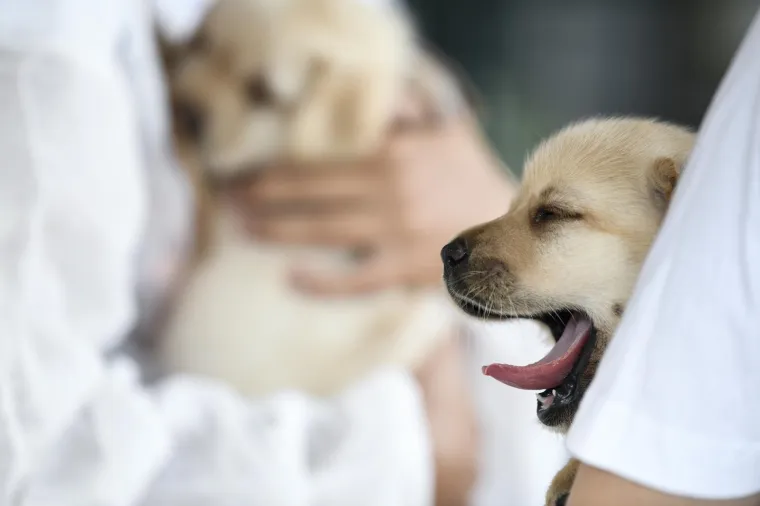 Sad su tek bebe, ali pred njima je važna zadaća: Ovi neodoljivi slatki&scaron;i olak&scaron;at će nečiji život