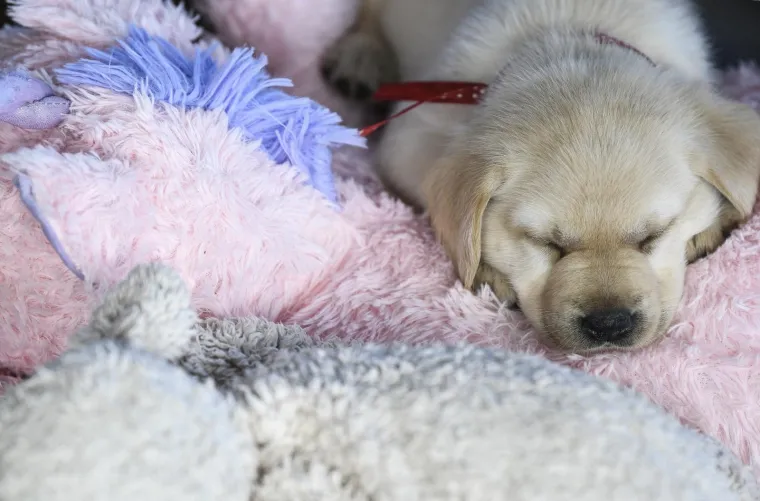 Sad su tek bebe, ali pred njima je važna zadaća: Ovi neodoljivi slatki&scaron;i olak&scaron;at će nečiji život