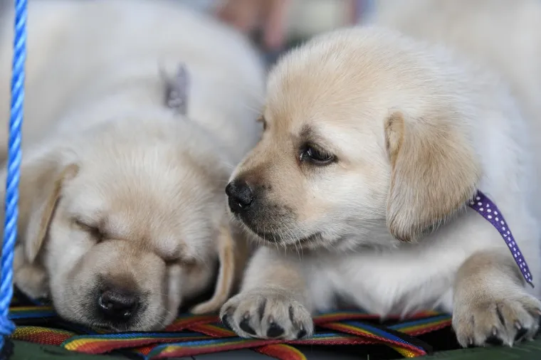 Sad su tek bebe, ali pred njima je važna zadaća: Ovi neodoljivi slatki&scaron;i olak&scaron;at će nečiji život