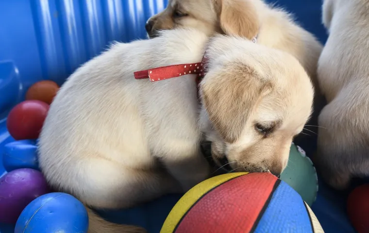 Sad su tek bebe, ali pred njima je važna zadaća: Ovi neodoljivi slatki&scaron;i olak&scaron;at će nečiji život