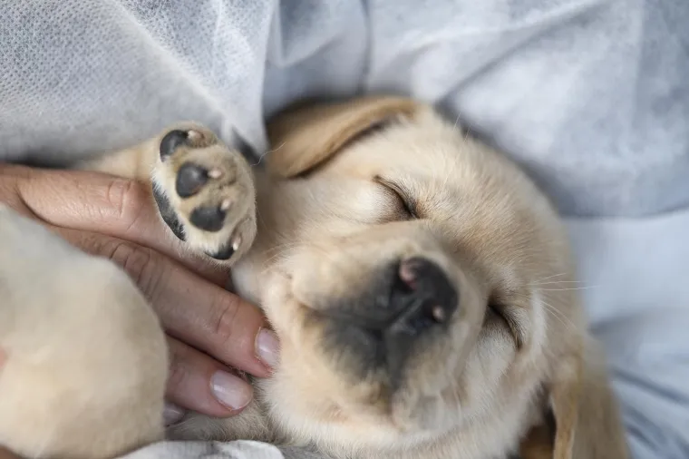 Sad su tek bebe, ali pred njima je važna zadaća: Ovi neodoljivi slatki&scaron;i olak&scaron;at će nečiji život