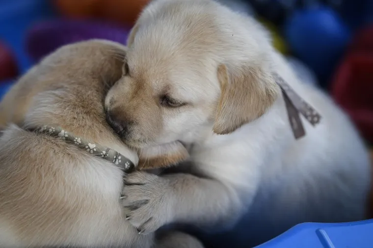Sad su tek bebe, ali pred njima je važna zadaća: Ovi neodoljivi slatki&scaron;i olak&scaron;at će nečiji život