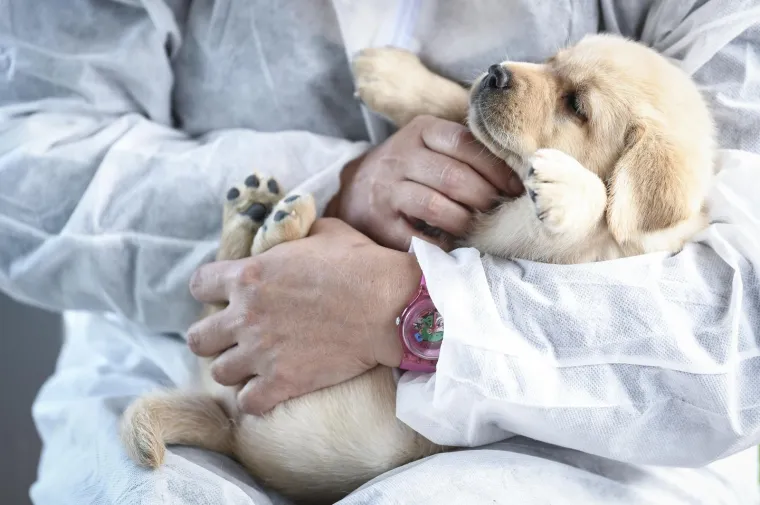 Sad su tek bebe, ali pred njima je važna zadaća: Ovi neodoljivi slatki&scaron;i olak&scaron;at će nečiji život