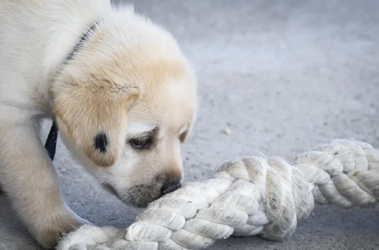 Sad su tek bebe, ali pred njima je važna zadaća: Ovi neodoljivi slatki&scaron;i olak&scaron;at će nečiji život