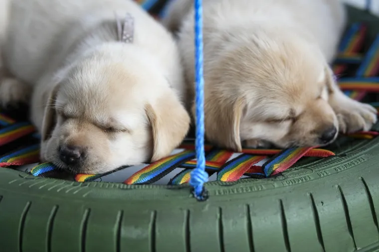 Sad su tek bebe, ali pred njima je važna zadaća: Ovi neodoljivi slatki&scaron;i olak&scaron;at će nečiji život